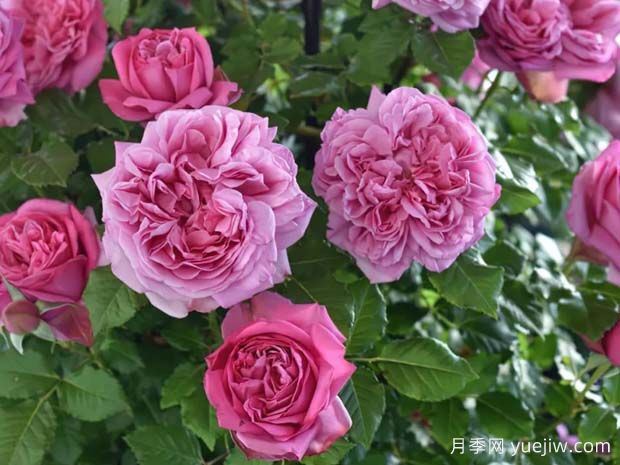 好養(yǎng)的4種月季花，可以種在陽臺或庭院里(圖3)