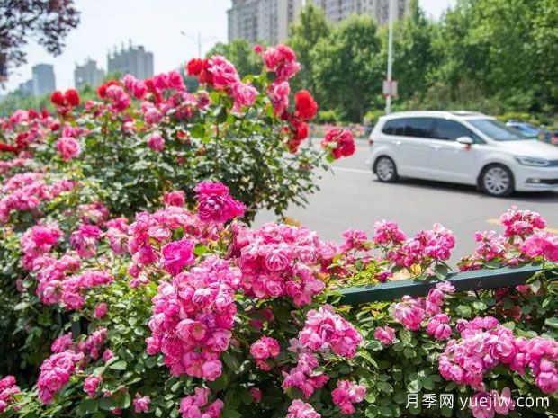 德州月季應用和景觀圖集(圖1)