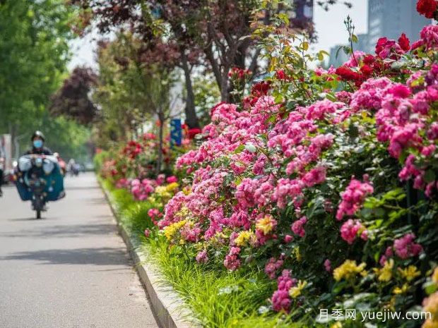 德州月季應用和景觀圖集(圖2)