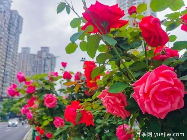 無(wú)錫月季應(yīng)用和景觀圖集(圖2)