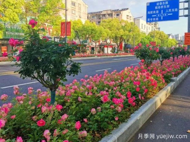 泰州月季應(yīng)用和景觀圖集(圖1)