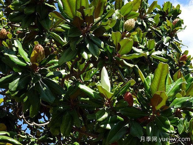 廣玉蘭什么時候開花？花語和種植技巧是什么？(圖1)