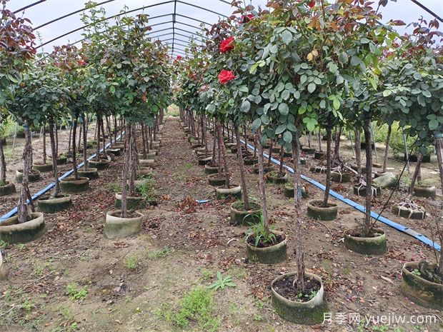 2024年綠化苗木種植風(fēng)向標(biāo)，苗木如何才能掙錢？(圖1)