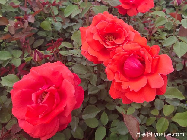 如何讓月季花開的更美？按照這個(gè)養(yǎng)護(hù)措施(圖1)