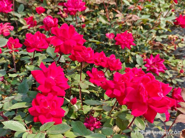 廣東東莞佛山梅州珠海等地花友如何種植月季？(圖1)