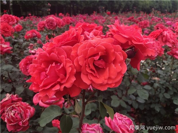 ?寶雞看月季花，就到寶雞植物園(圖1)
