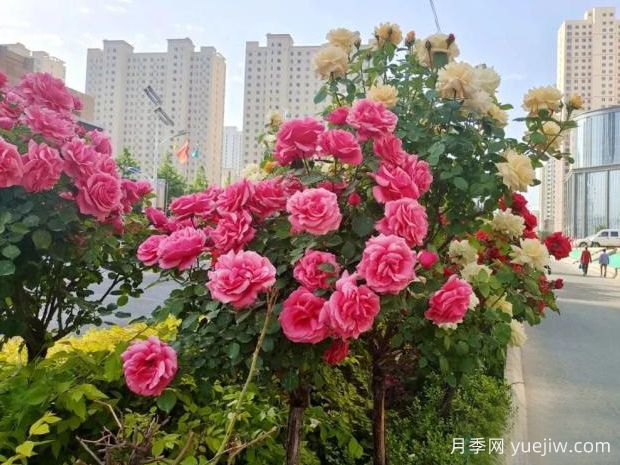 臨夏高桿月季激情綻放，讓臨夏州美不勝收(圖2)