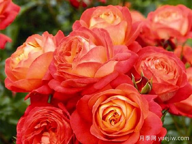 情人節(jié)鮮花怎么選？(圖1)
