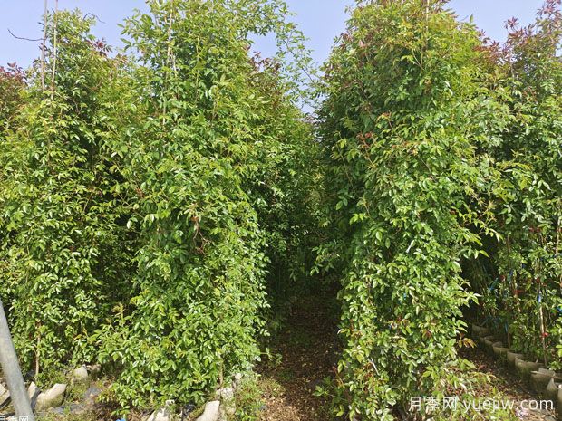 種上木香薔薇花蠻強(qiáng)爆花，紅橙白黃木香你喜歡哪個(gè)？(圖3)