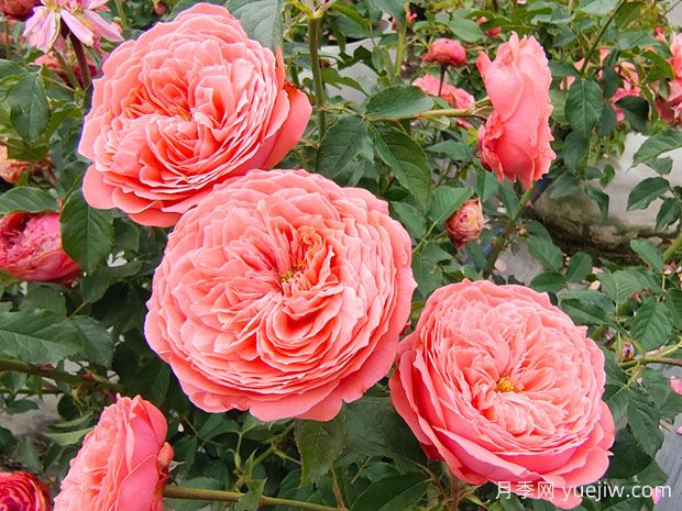 月季花什么時候開？月季花怎么養(yǎng)？月季花語是什么？(圖1)