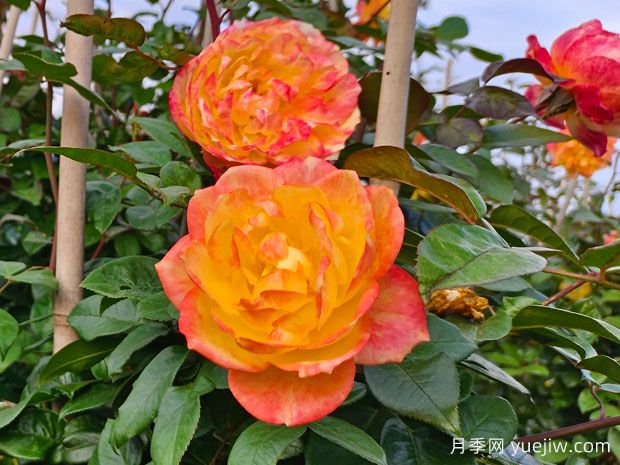 推薦6種爬藤月季，隨便一種都可以爬成花墻(圖2)