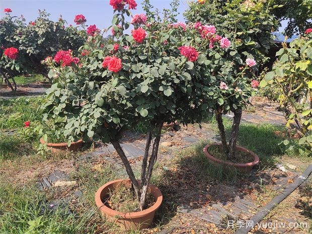 月季花有哪些種類(lèi)？月季花可以造型嗎？(圖1)
