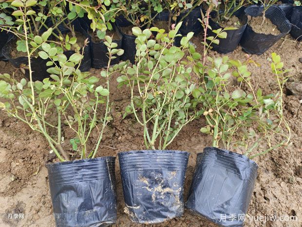 月季每平方米種多少株？不同株型1平方數(shù)量不同(圖2)