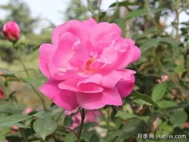 認(rèn)識古老月季百科，中國古老月季對現(xiàn)代月季的影響(圖2)