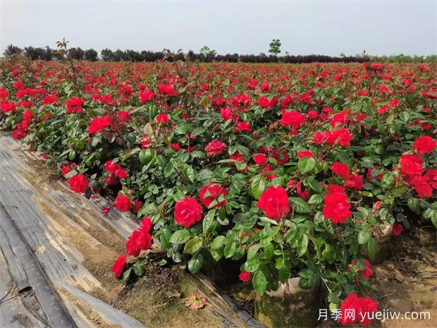 豐花地被北京紅月季，園林綠化廣泛用(圖2)