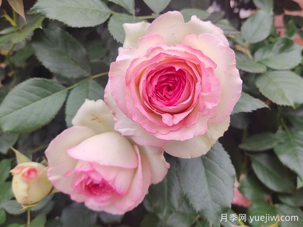 輕松區(qū)分月季、玫瑰和薔薇ROSE三姐妹，不再迷茫于愛情花海(圖3)
