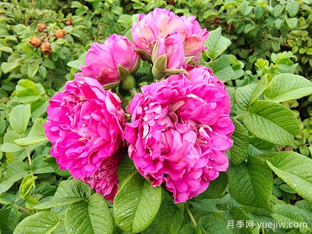 輕松區(qū)分月季、玫瑰和薔薇ROSE三姐妹，不再迷茫于愛情花海(圖4)