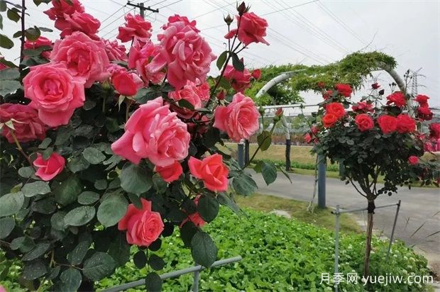 輕松區(qū)分月季、玫瑰和薔薇ROSE三姐妹，不再迷茫于愛情花海(圖5)