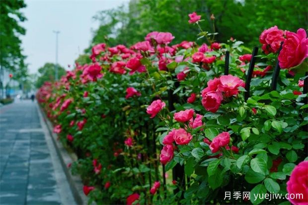 輕松區(qū)分月季、玫瑰和薔薇ROSE三姐妹，不再迷茫于愛情花海(圖6)