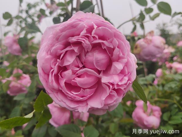 推薦11種藤本月季，復(fù)花快花期長(zhǎng)，不愧是開(kāi)花機(jī)器(圖5)