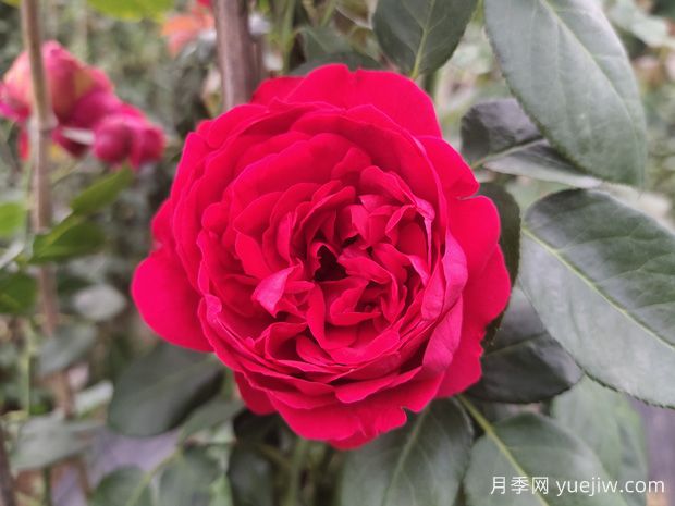 推薦11種藤本月季，復(fù)花快花期長(zhǎng)，不愧是開(kāi)花機(jī)器(圖2)