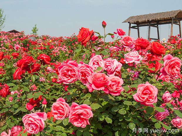 月季和玫瑰是同一種花卉嗎？(圖1)
