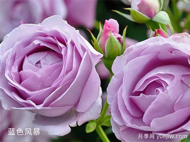 藍色風暴月季養(yǎng)護辦法，花開后很迷人(圖1)