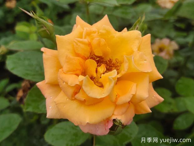 優(yōu)選6款品種適合庭院養(yǎng)，花大色艷濃香無比(圖1)