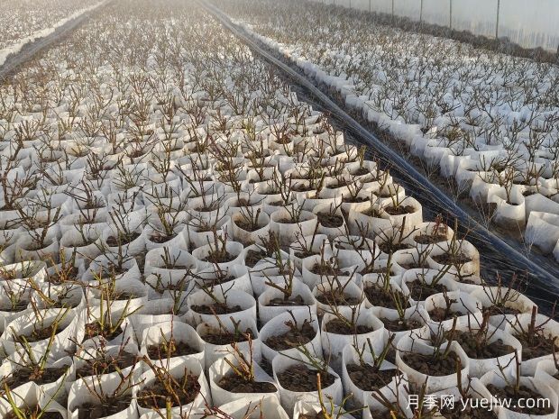 月季花繁殖方法：播種、嫁接與分株的優(yōu)缺點是什么？(圖1)