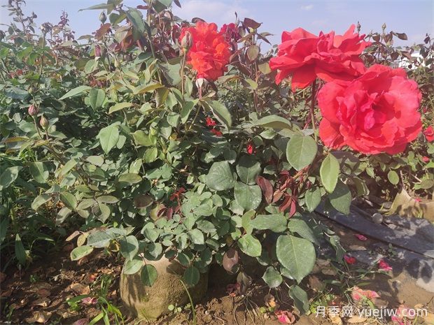 月季花病蟲害防治，常見問題與解決方法(圖1)