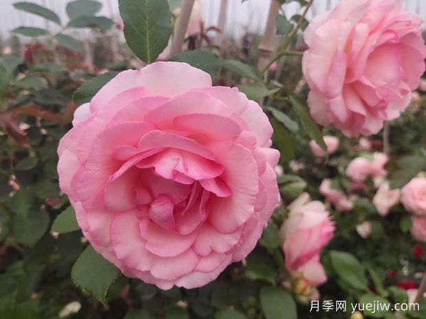 20種必買(mǎi)的月季品種，花友放心入手(圖1)