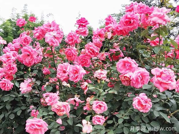 綿陽月季市花文化和景觀圖集(圖4)
