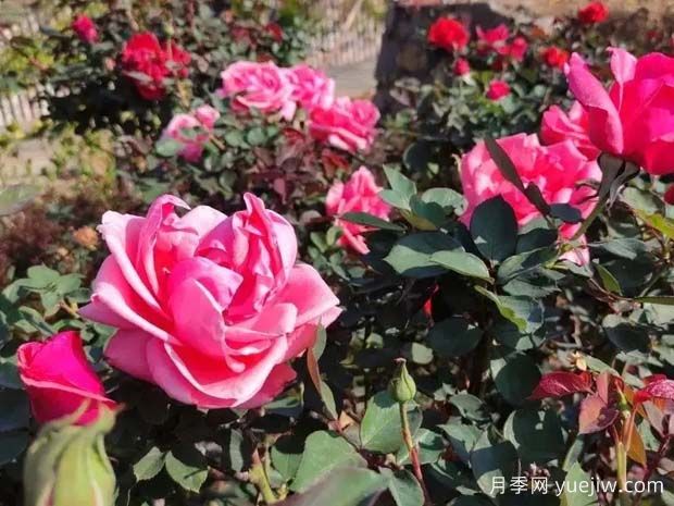 攀枝花10萬株月季綻放，各色花開美不勝收(圖2)