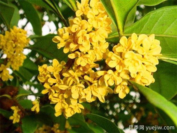 桂花(圖1)