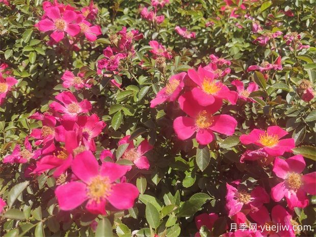 48種宿根花卉，你認(rèn)識(shí)幾種？(圖1)