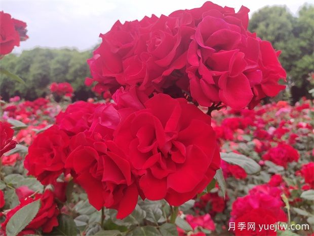 大紅色長得快，快速成花墻花海，就是御用馬車月季(圖2)