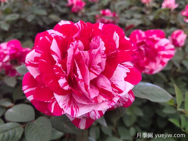 給老婆買什么玫瑰比較好？(圖1)