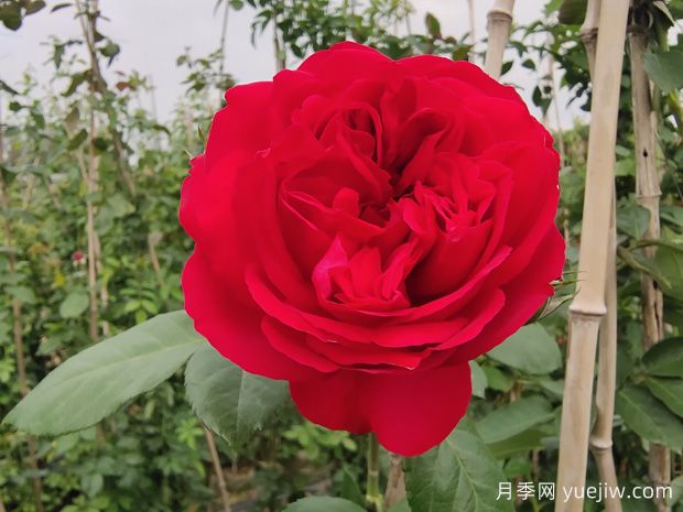 6款紅色系的藤本月季品種，適合打造網(wǎng)紅花墻(圖2)