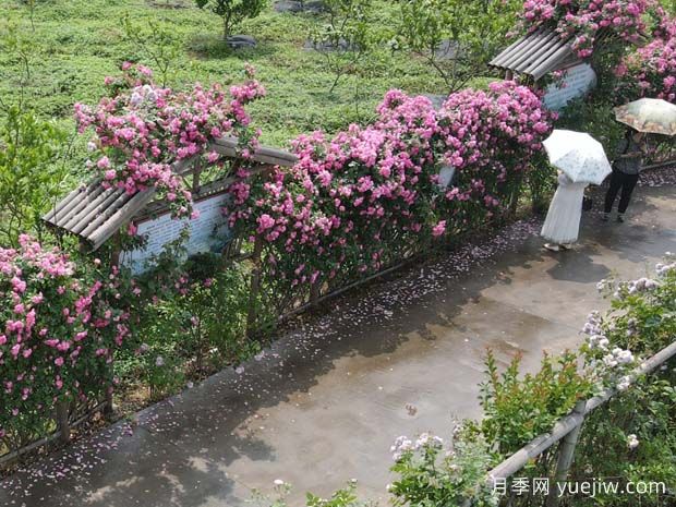 瀘州合江忠孝佛手園，月季花開美景入畫來(圖1)