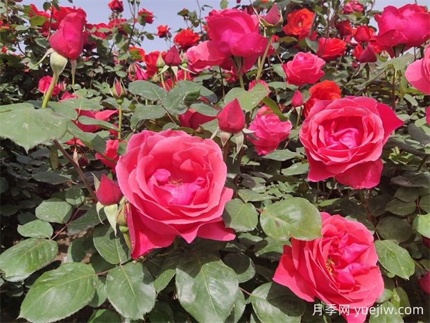德陽(yáng)市花月季擴(kuò)大種植，打造城市綠化風(fēng)景線(圖2)
