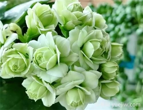 長壽花十大名貴品種是哪些？(圖1)