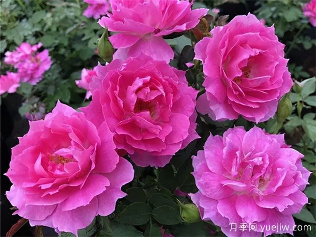 10個(gè)四季開花的花卉是哪些？(圖1)
