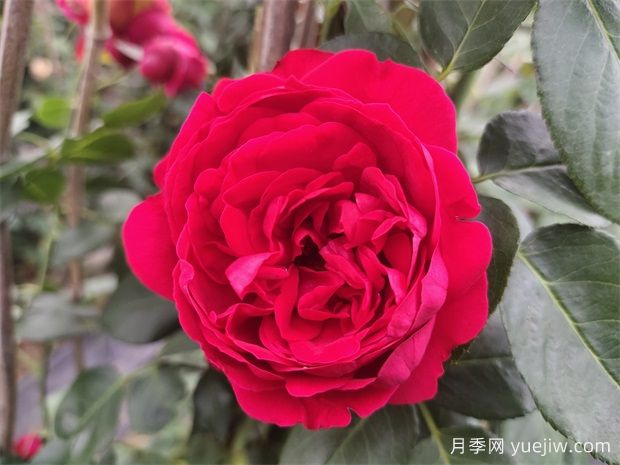 4種爬藤月季花美到極致，讓庭院無(wú)與倫比(圖2)