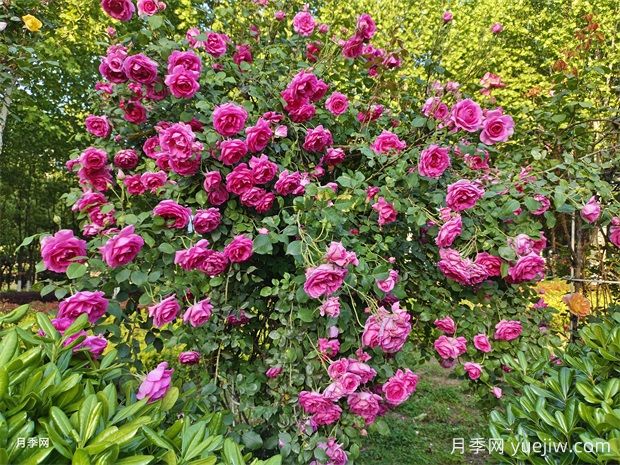 春季月季修剪及月季花園營造(圖1)
