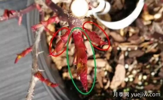 春天來(lái)了，你的月季抹芽了嗎？(圖2)