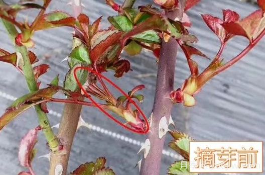 春天來(lái)了，你的月季抹芽了嗎？(圖3)