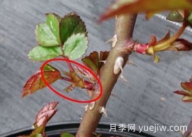 春天來(lái)了，你的月季抹芽了嗎？(圖4)