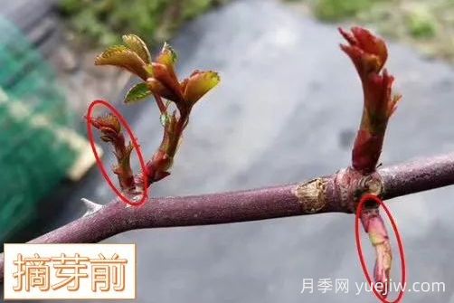 春天來(lái)了，你的月季抹芽了嗎？(圖5)
