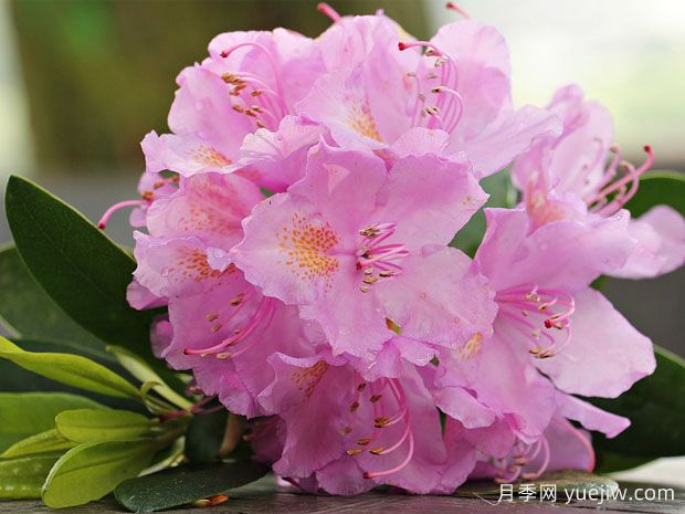 養(yǎng)杜鵑花有哪些注意事項？(圖1)