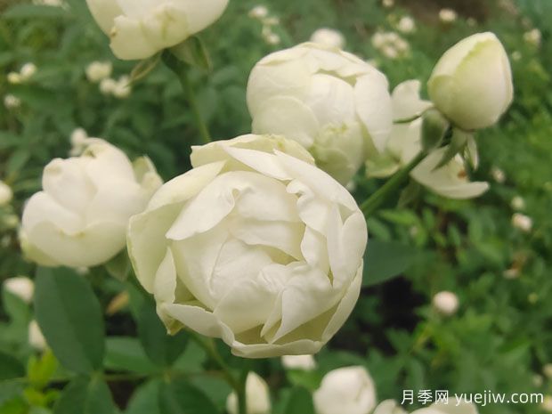 木香花，紅黃橙白木香，爬藤界的鼻祖(圖3)